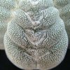 astrophytum-cv.onzuka-kikko-ball 'yuusuke Tanenaga'